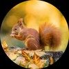 squirrel_square